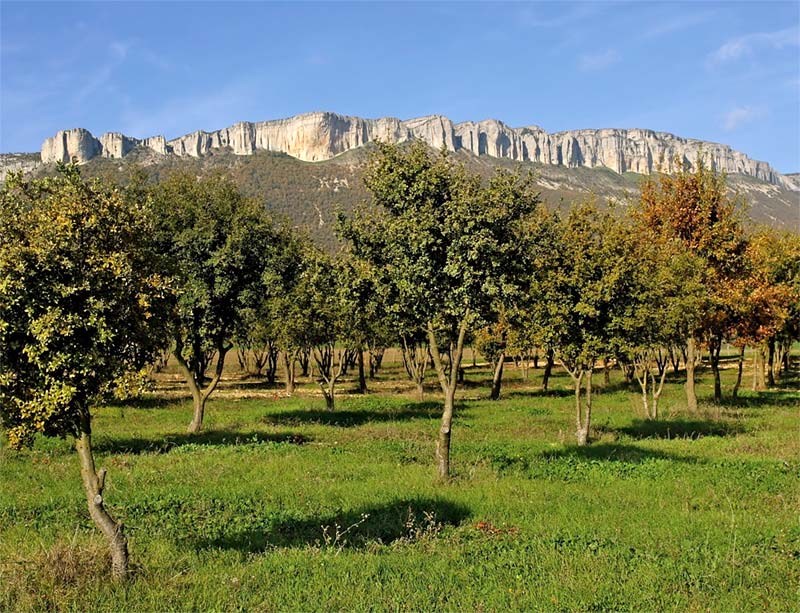 Plantación trufera a los pies de la Sierra de Lokiz.