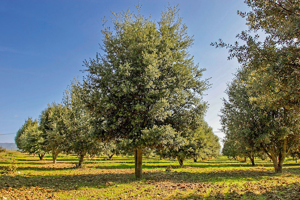 01 02 08 Truferos 098