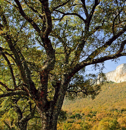 Apadrina una encina trufera - Gourmet