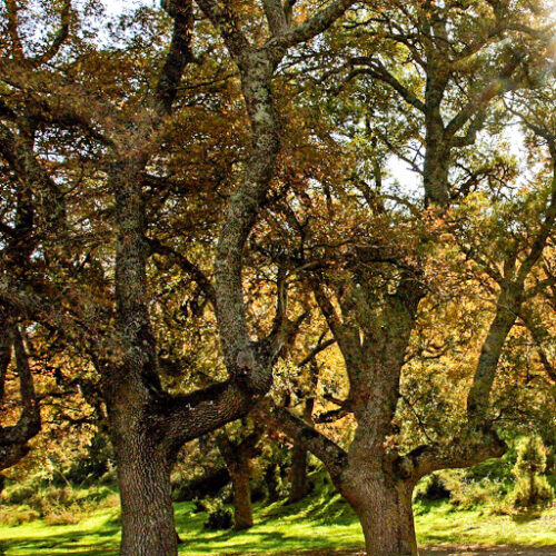 Apadrina una encina trufera - Premium