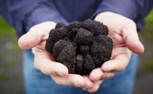 Tryufeli 2 1024x628 1